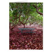 Plumeria Grove (Front)