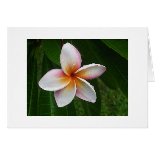Plumeria in the Rain Cards (Front Horizontal)