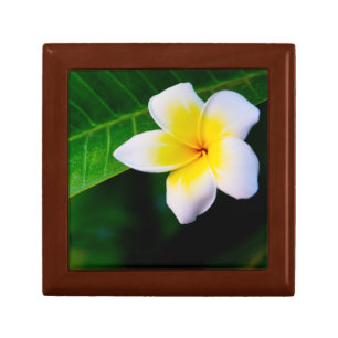 plumeria keepsake box