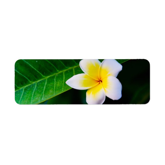 plumeria label (Front)