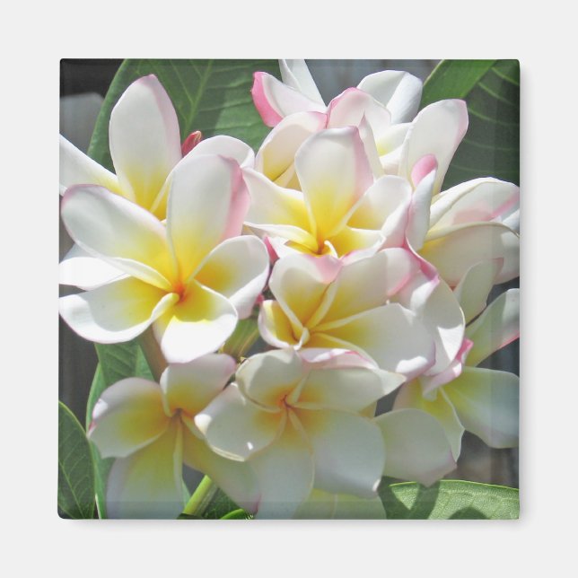 Plumeria Magnet (Front)