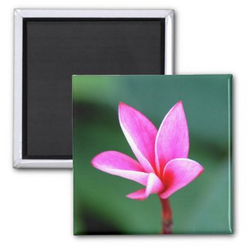 Plumeria Magnet by pulsDesign at Zazzle