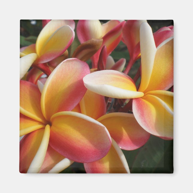plumeria magnet (Front)