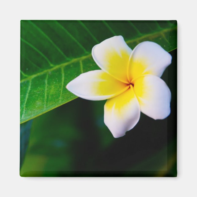 Plumeria Magnet (Front)