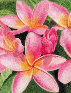 Plumeria Nail Art Wraps Zazzle Plumeria Nails Minx Nail Art