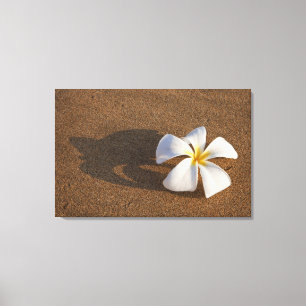 Plumeria on sandy beach, Maui, Hawaii, USA Canvas Print