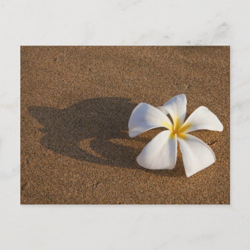 Plumeria on sandy beach Maui Hawaii USA Postcard