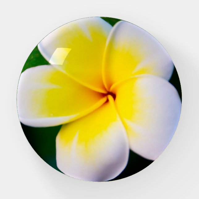 Plumeria Paperweight (Front)