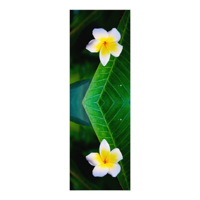 plumeria photo print (Front)