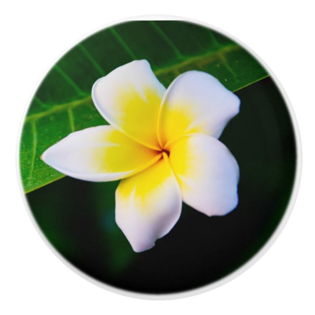 Plumeria Photo Print Ceramic Knob (Front)