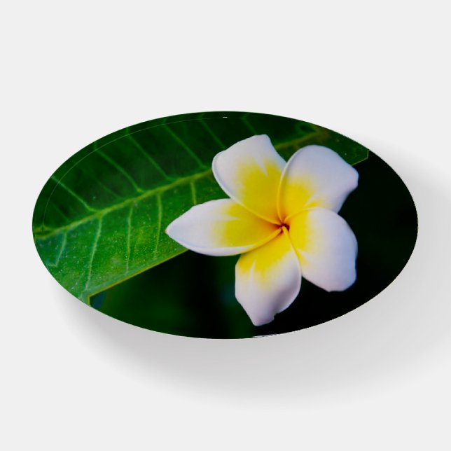 Plumeria Photo Print Paperweight (Front)