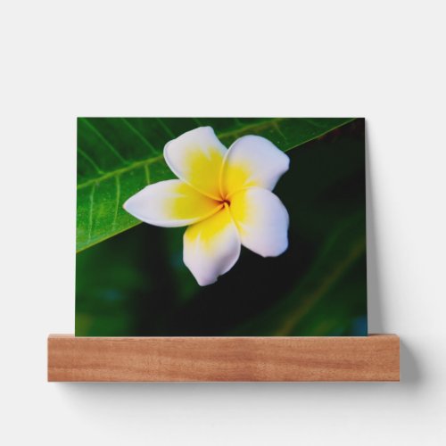 plumeria picture ledge