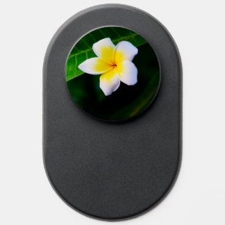 plumeria PopSocket
