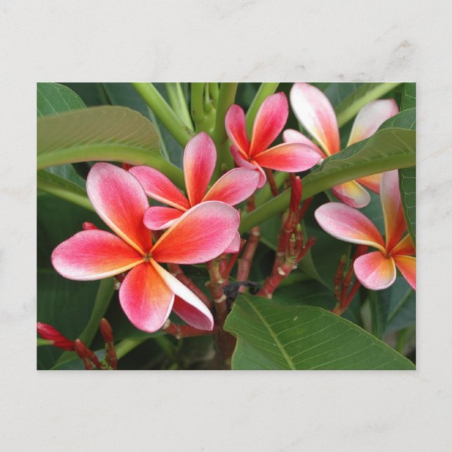 Plumeria Postcard (Front)