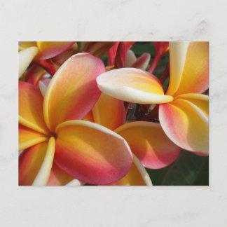 plumeria postcard