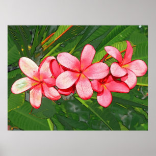 Plumeria Poster