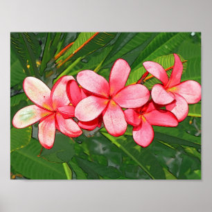 Plumeria Poster