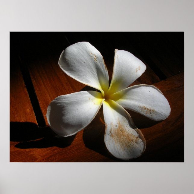 Plumeria Poster (Front)