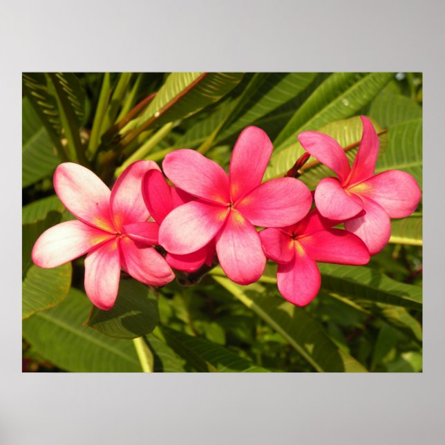 Plumeria Poster (Front)