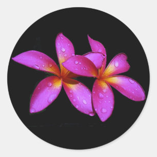Plumeria purple on black background classic round sticker