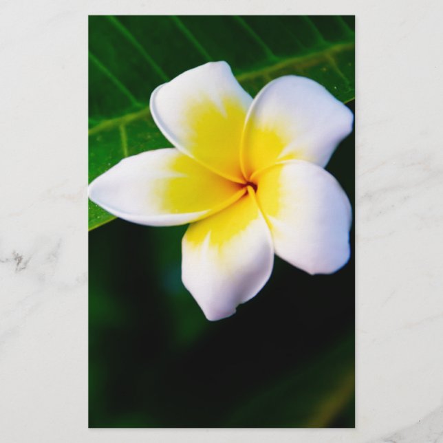 plumeria stationery (Front)