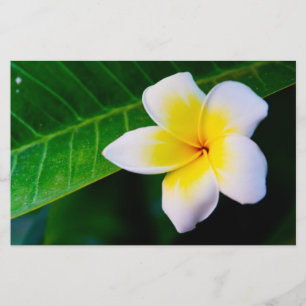 plumeria stationery