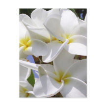 Plumeria Tropical Flowers