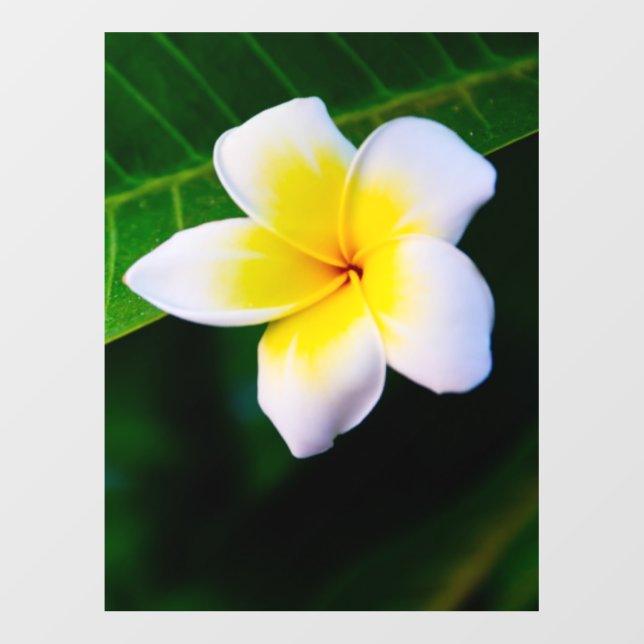 plumeria wall decal  (Front)