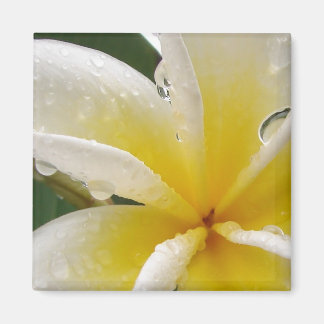 Plumeria yellow magnet