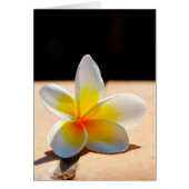 Plumerias (Front)