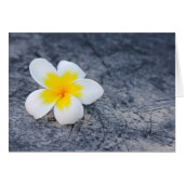 Plumerias (Front Horizontal)