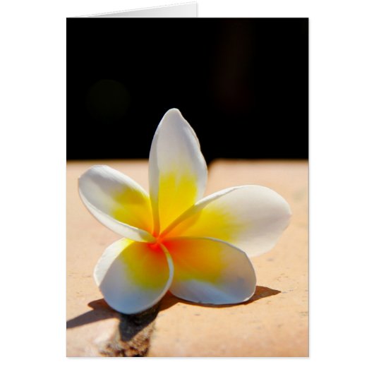 Plumerias Cards (Front)