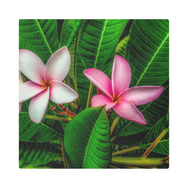 Plumerias in White and Pink Metal Wall Art (Front)
