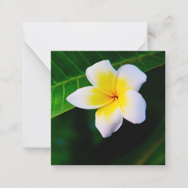 Plumerias Note Card (Front)