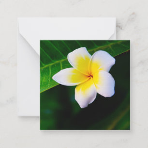 Plumerias Note Card