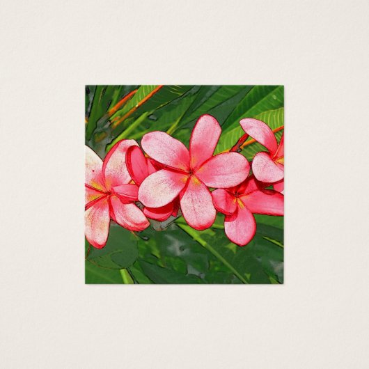 Plumerias pink (Front)