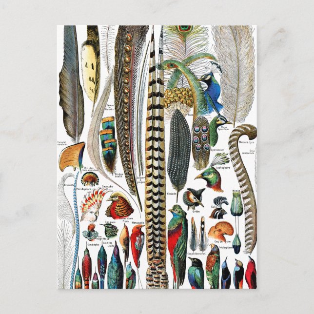 Plumes by Adolphe Millot Postcard (Front)