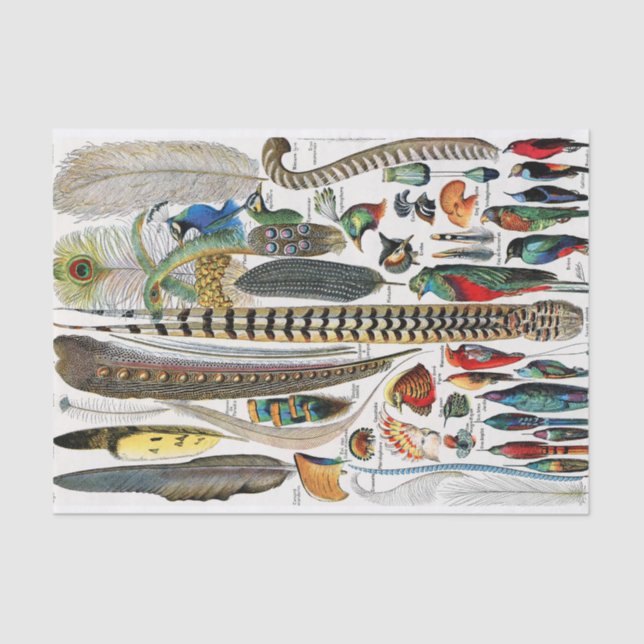 Plumes Tissue Paper (Front)