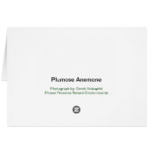 Plumose Anemone - Card (Back Horizontal)