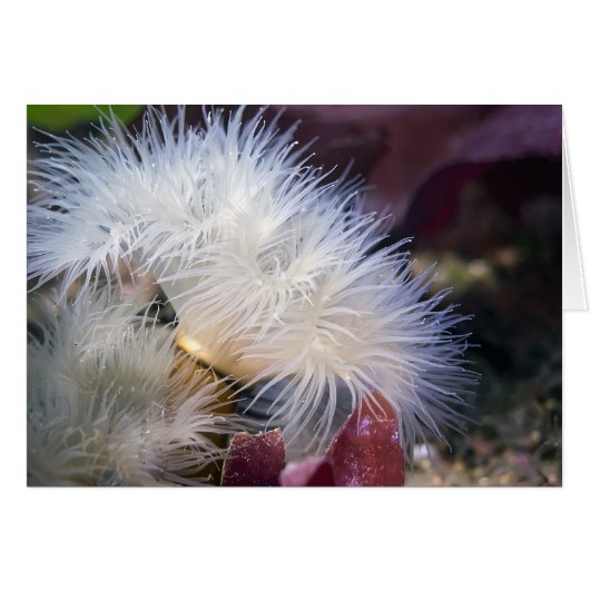 Plumose Anemone - Card (Front Horizontal)