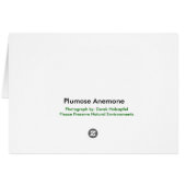 Plumose Anemone (Metridium farcimen) (Back Horizontal)