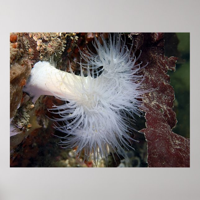 Plumose Anemone (Metridium farcimen) - Fine Art Poster (Front)