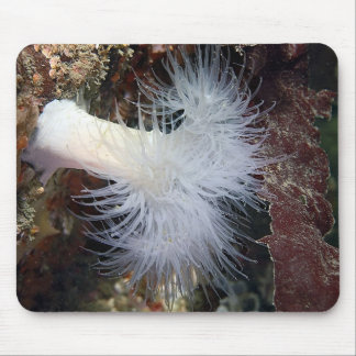 Plumose Anemone (Metridium farcimen) Mouse Pad