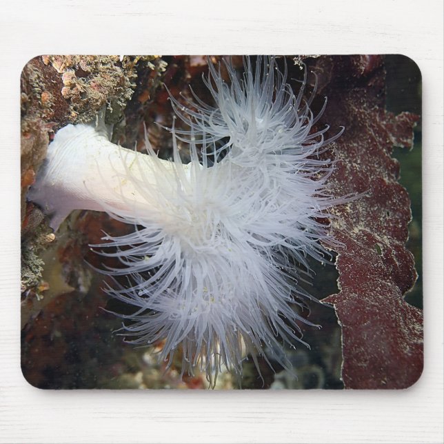 Plumose Anemone (Metridium farcimen) Mouse Pad (Front)