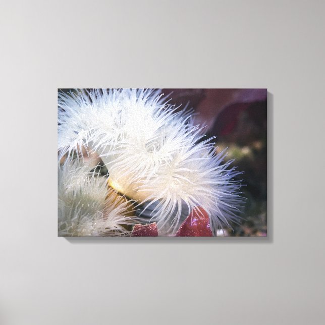 Plumose Anemone - Wrapped Canvas Print (Front)