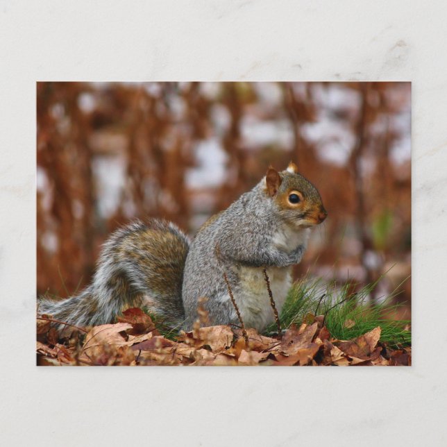 Plump Eastern Gray Squirrel Postcard (Front)