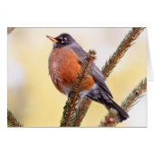 Plump Robin (Front Horizontal)