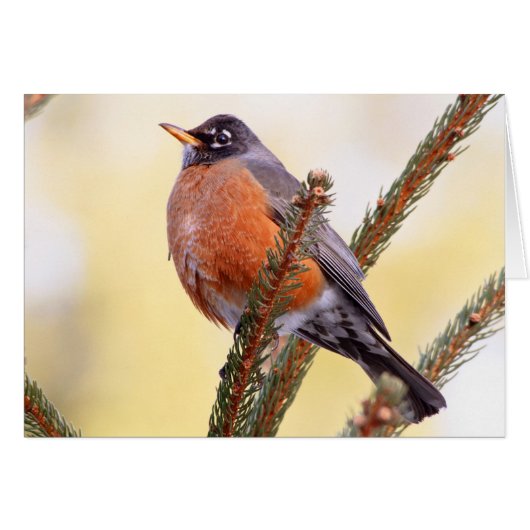 Plump Robin Cards (Front Horizontal)