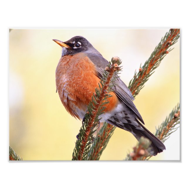 Plump Robin Photo Print (Front)