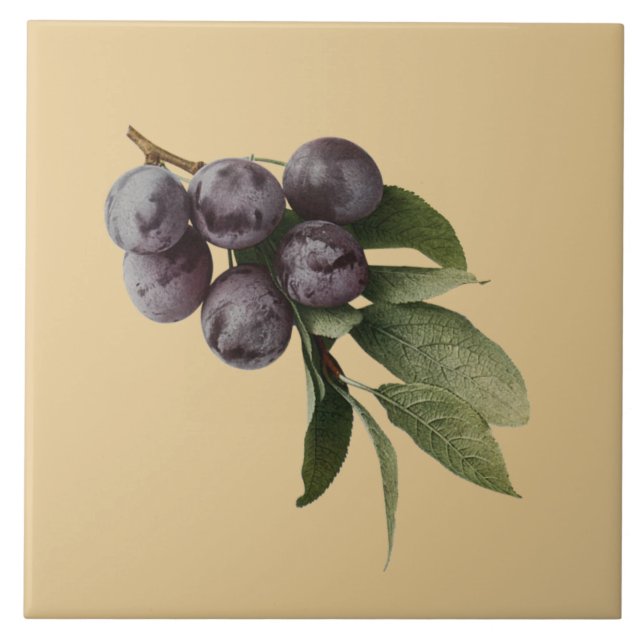 Plums Botanical~Kitchen ~Pick Any Color Background Tile (Front)